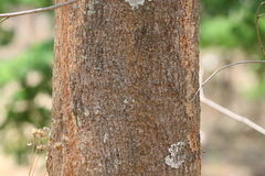 Pterospermum heyneanum